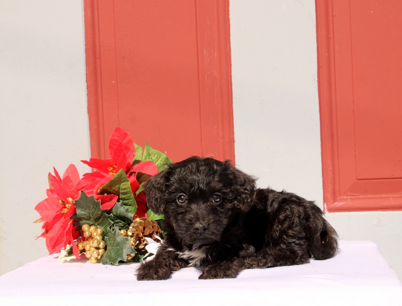 puppy, for, sale, Morkie-Poo, Matthew B. Stoltzfus, dog, breeder, Gap, PA, dog-breeder, puppy-for-sale, forsale, nearby, find, puppyfind, locator, puppylocator, aca